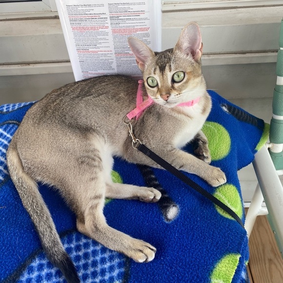 Meet your Posher, Elizabeth - Picture 4 of 7